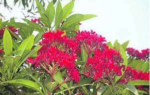plumeria vermelha 5 sementes 3529 e1496428612865