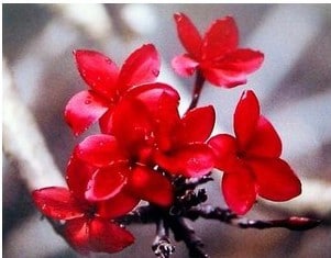 plumeria vermelha 5 sementes 4318 e1496428703415
