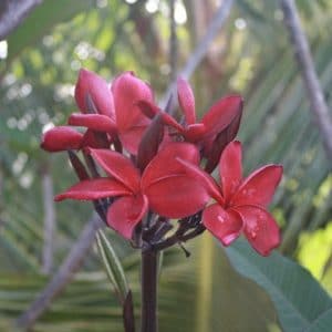 plumeria vermelha 5 sementes 4925 e1496428652382