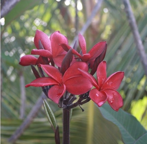 plumeria vermelha 5 sementes 4925 e1496428652382