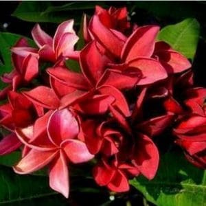 plumeria vermelha 5 sementes 5633 e1496428590406