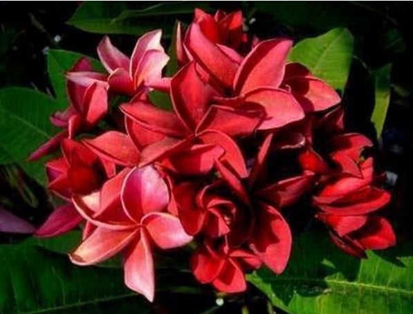 plumeria vermelha 5 sementes 5633 e1496428590406