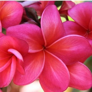 Plumeria Vermelha: 5 Sementes