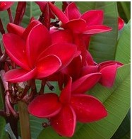 plumeria vermelha 5 sementes 9622 e1496428682123