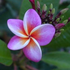 plumeria violeta 5 sementes 3342 e1496428522217