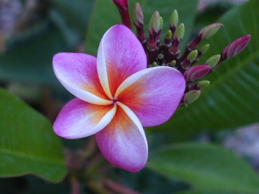 plumeria violeta 5 sementes 3342 e1496428522217
