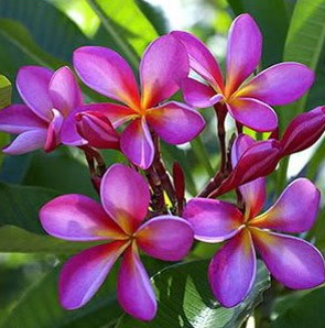 Plumeria Violeta: 5 Sementes