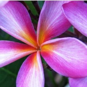 plumeria violeta 5 sementes 7748 e1496428468870
