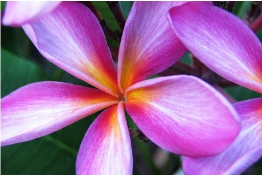 plumeria violeta 5 sementes 7748 e1496428468870