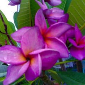 plumeria violeta 5 sementes 8451 e1496428425218
