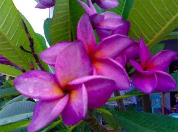 plumeria violeta 5 sementes 8451 e1496428425218