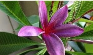 plumeria violeta 5 sementes 8545 e1496428491801