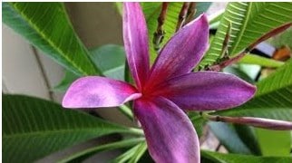 plumeria violeta 5 sementes 8545 e1496428491801