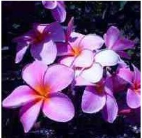plumeria violeta 5 sementes 9539 e1496428541217