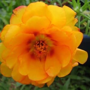 portulaca dobrada sortida 20 sementes 0719 e1496679960859