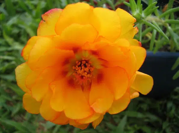 portulaca dobrada sortida 20 sementes 0719 e1496679960859