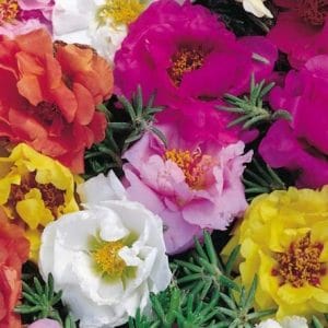 portulaca dobrada sortida 20 sementes 0972 e1496683902418