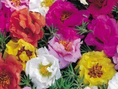 portulaca dobrada sortida 20 sementes 0972 e1496683902418