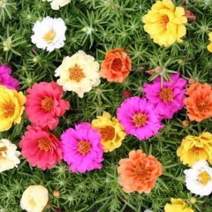 portulaca dobrada sortida 20 sementes 1398 e1496680841117