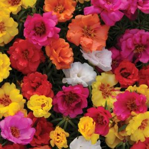 Portulaca Dobrada Sortida: 20 Sementes