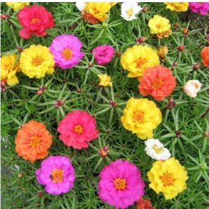 portulaca dobrada sortida 20 sementes 2776 e1496681049159