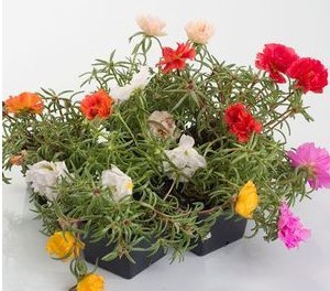 portulaca dobrada sortida 20 sementes 2886 e1496680972726