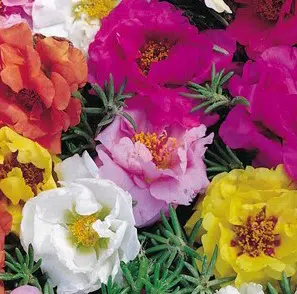portulaca dobrada sortida 20 sementes 3192 e1496680926708