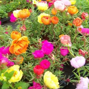 portulaca dobrada sortida 20 sementes 3204 e1496680403291