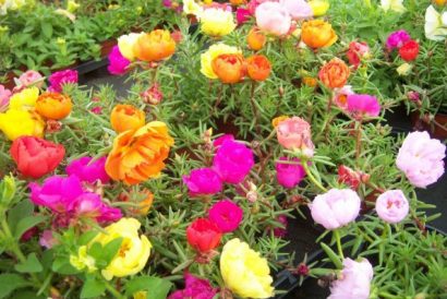 portulaca dobrada sortida 20 sementes 3204 e1496680403291