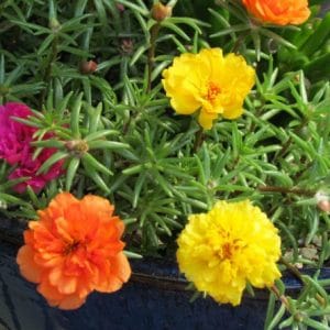 portulaca dobrada sortida 20 sementes 4079 e1496681018668