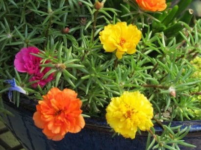 portulaca dobrada sortida 20 sementes 4079 e1496681018668