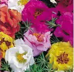portulaca dobrada sortida 20 sementes 6216 e1496680350427