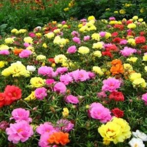 portulaca dobrada sortida 20 sementes 6589 e1496680950736