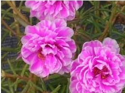 Portulaca Dobrada Sortida: 100 Sementes - SoFlor Sementes