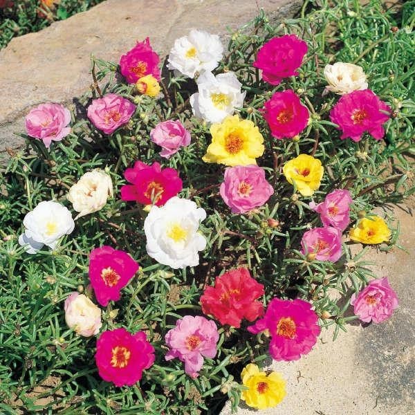 Portulaca Dobrada Sortida: 100 Sementes - SoFlor Sementes