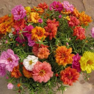 portulaca dobrada sortida 20 sementes 8812 e1496680375992