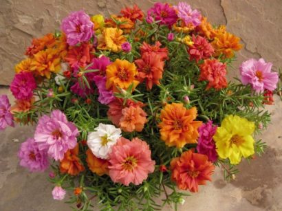 portulaca dobrada sortida 20 sementes 8812 e1496680375992