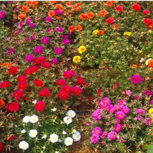 portulaca dobrada sortida 20 sementes 8901 e1496680809471