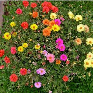 portulaca dobrada sortida 20 sementes 9582 e1496680994677