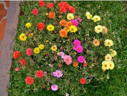 portulaca dobrada sortida 20 sementes 9582 e1496680994677