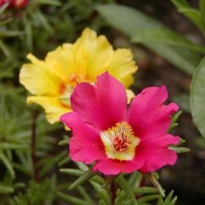 portulaca singela sortida 20 sementes 1216 e1496690019481