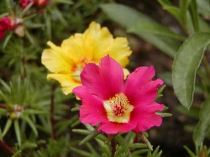 portulaca singela sortida 20 sementes 1216 e1496690019481