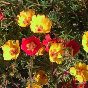 portulaca singela sortida 20 sementes 2139 e1496689850214