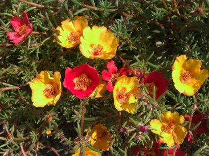 portulaca singela sortida 20 sementes 2139 e1496689850214