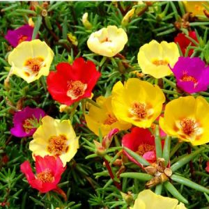 Portulaca Singela Sortida: 20 Sementes