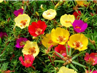 Portulaca Singela Sortida: 20 Sementes