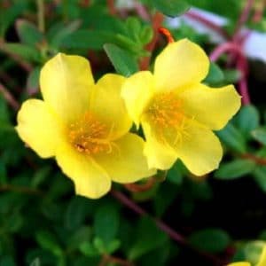 portulaca singela sortida 20 sementes 3728 e1496689971414