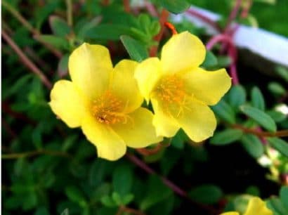 portulaca singela sortida 20 sementes 3728 e1496689971414