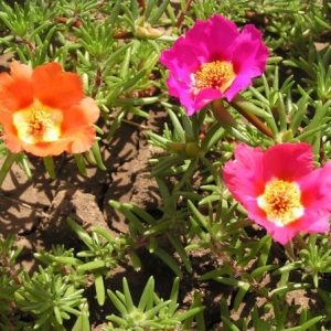 portulaca singela sortida 20 sementes 4243 e1496689830356