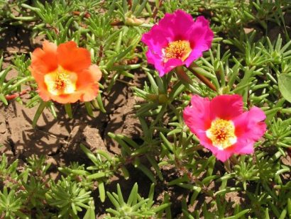 portulaca singela sortida 20 sementes 4243 e1496689830356